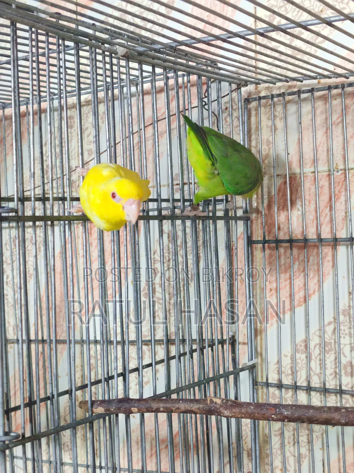 Forpus Bird