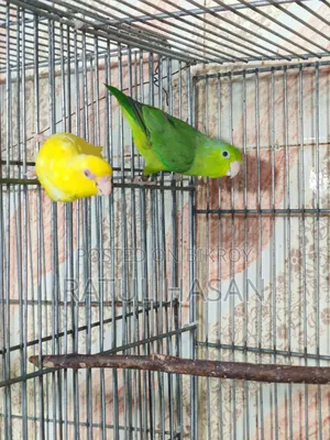 Forpus Bird