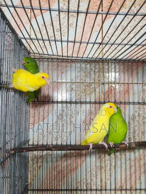 Forpus Bird