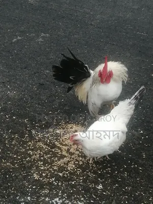 ভেন্তাম মুরগি