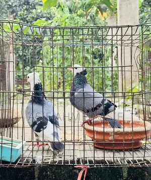 Rajgola Running Pair for Sale