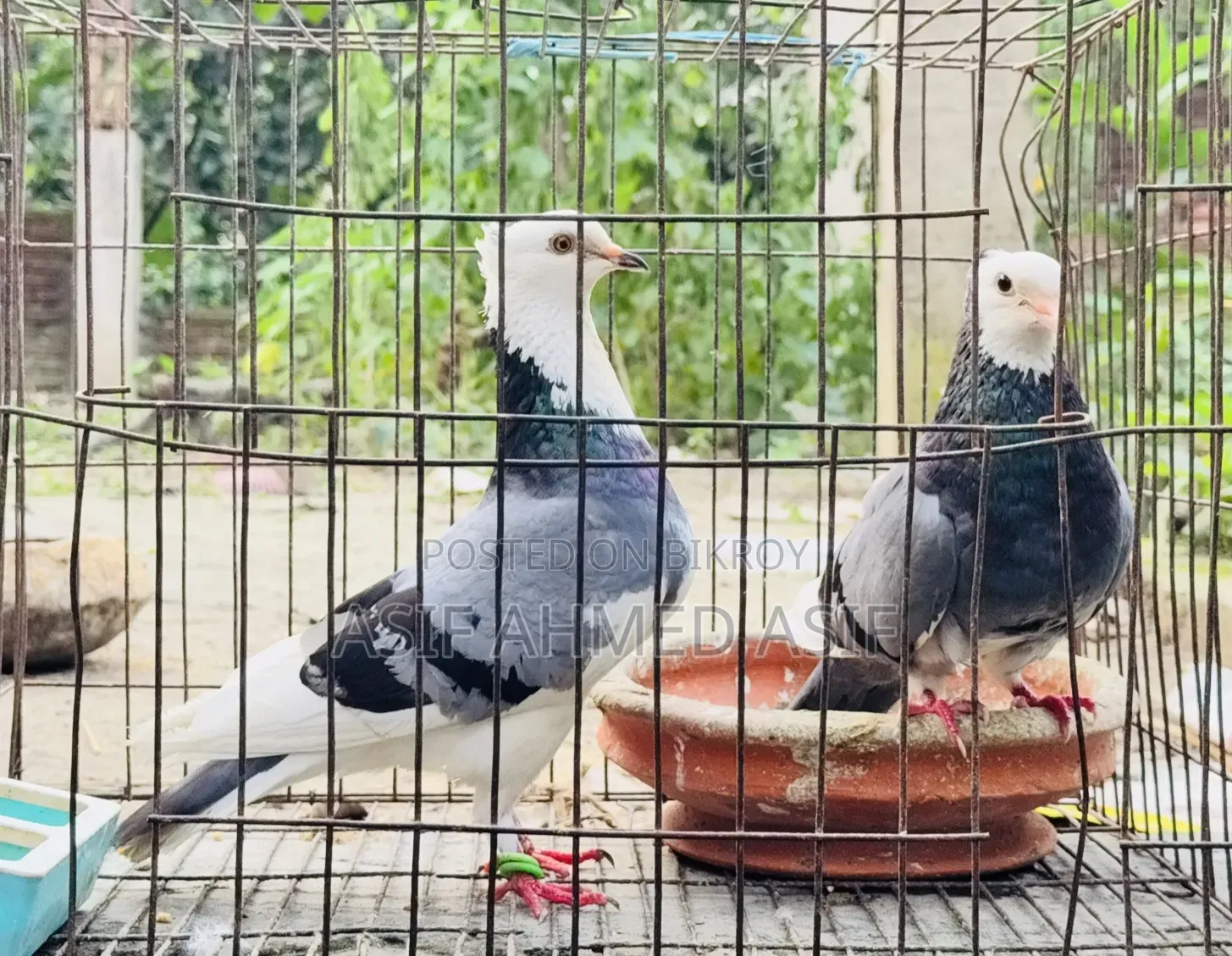 Rajgola Running Pair for Sale