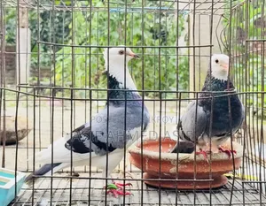 Rajgola Running Pair for Sale