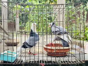 Rajgola Running Pair for Sale