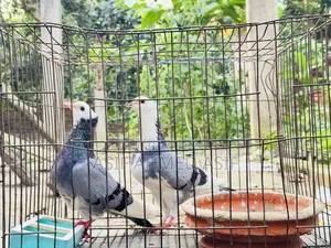 Rajgola Running Pair for Sale