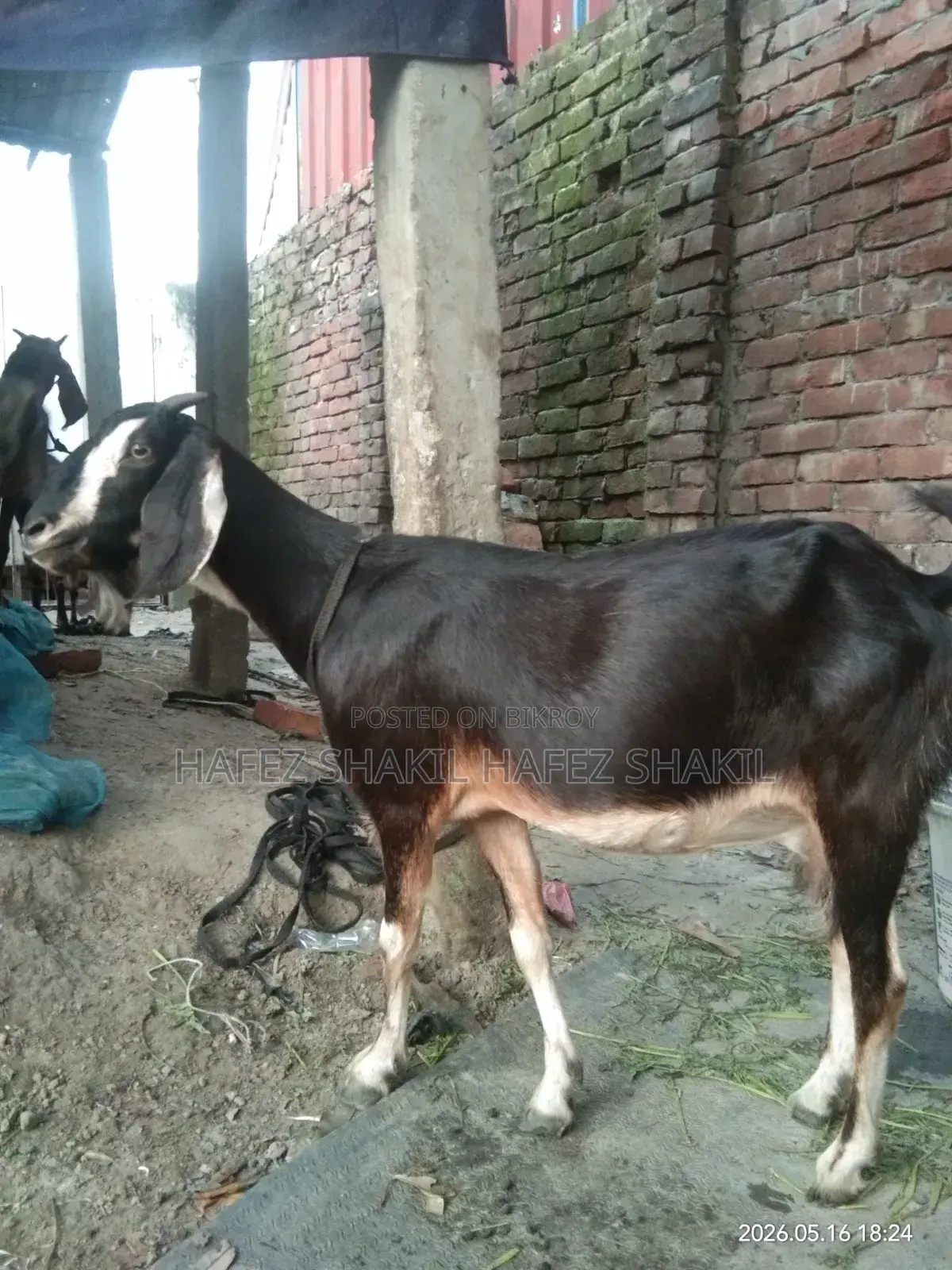 Local Breed Goats for Sale