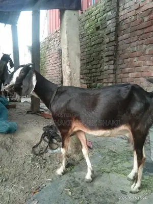 Local Breed Goats for Sale