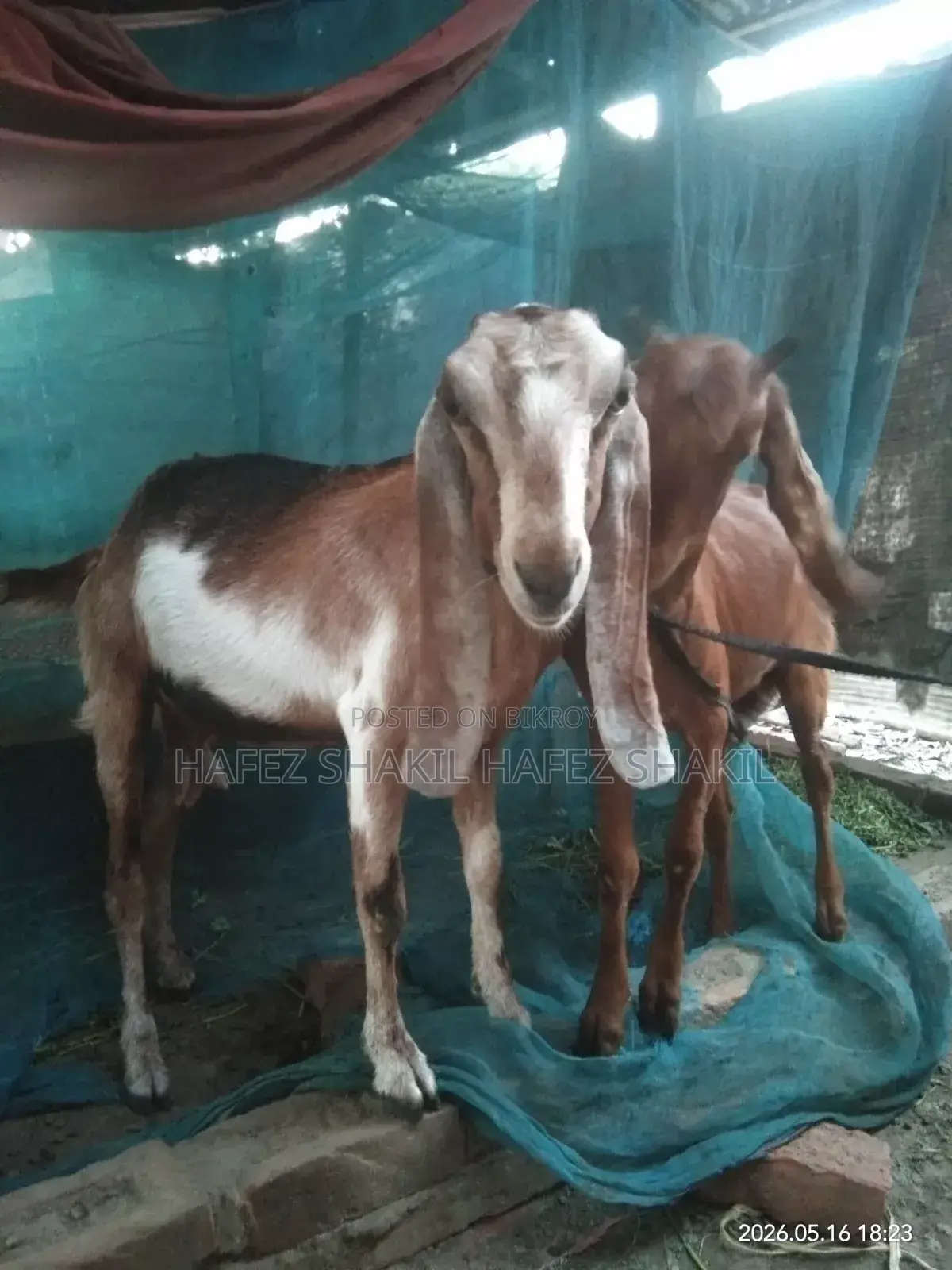 Local Breed Goats for Sale