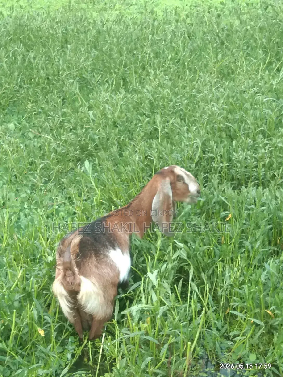 Local Breed Goats for Sale