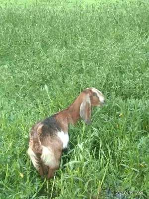 Local Breed Goats for Sale