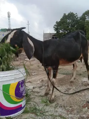 Local Breed Goats for Sale