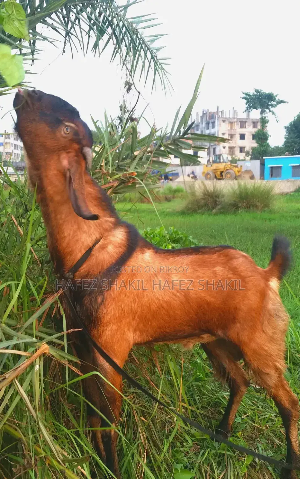 Local Breed Goats for Sale
