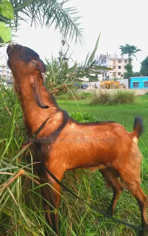 Local Breed Goats for Sale