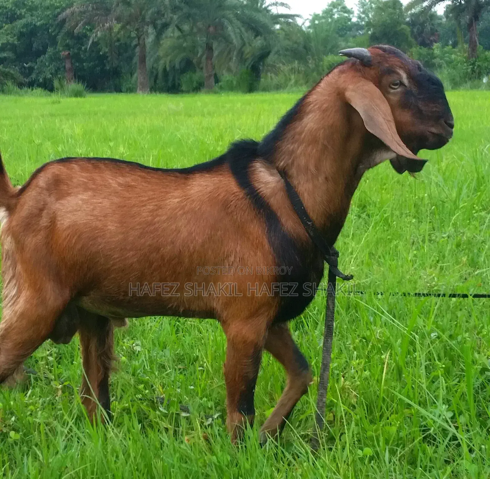 Local Breed Goats for Sale