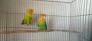 Two Pairs of Running Lovebirds for Sale