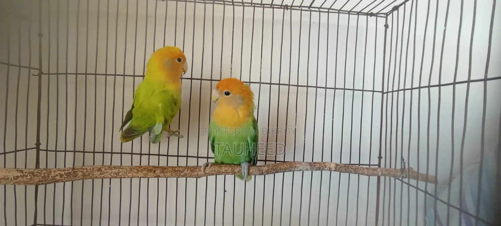 Two Pairs of Running Lovebirds for Sale