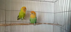 Two Pairs of Running Lovebirds for Sale