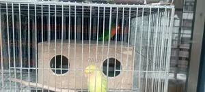 Two Pairs of Running Lovebirds for Sale