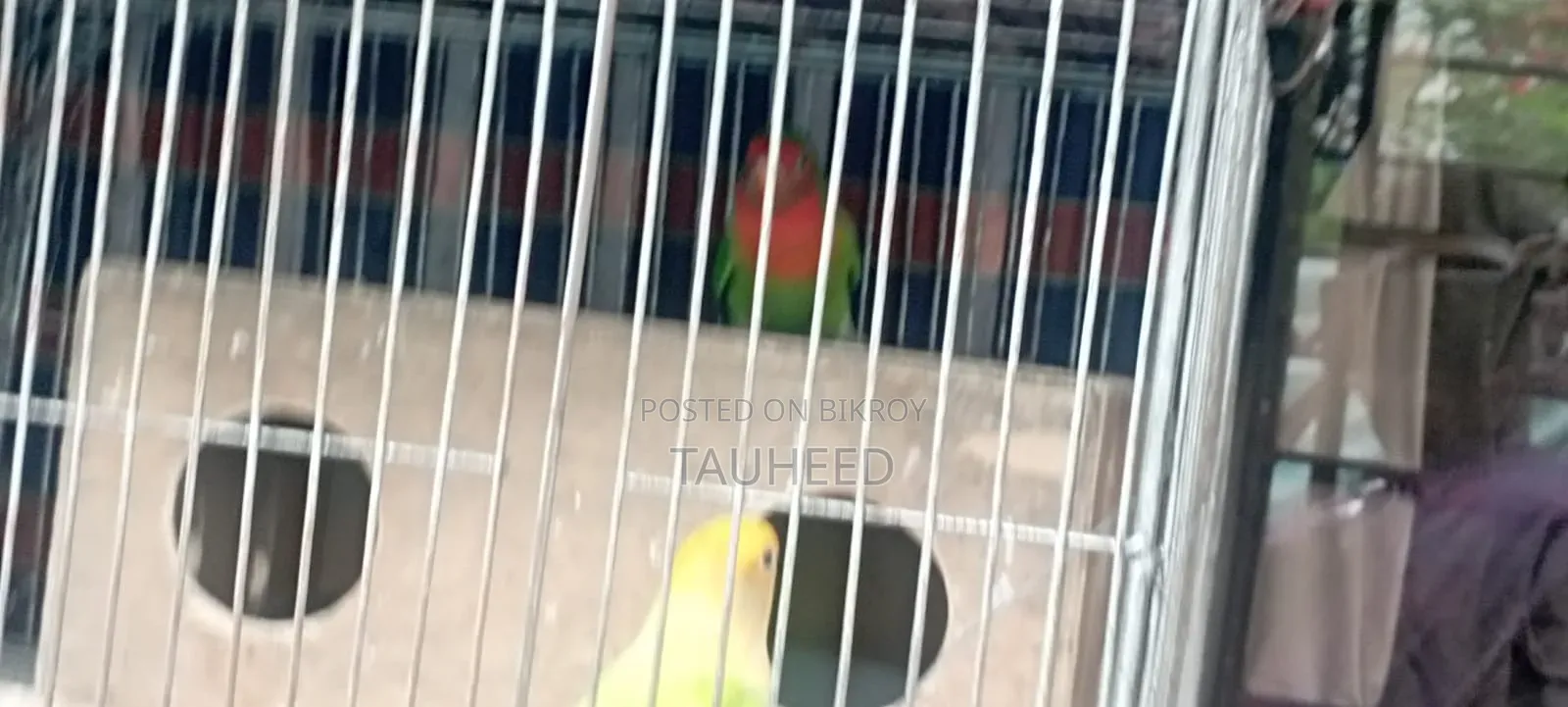 Two Pairs of Running Lovebirds for Sale