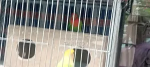 Two Pairs of Running Lovebirds for Sale