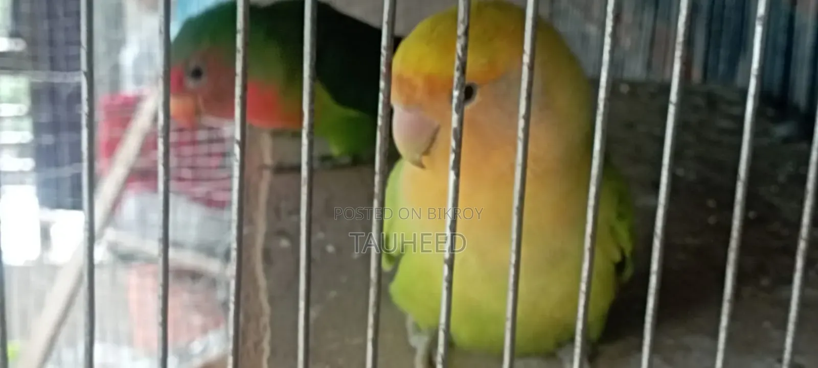 Two Pairs of Running Lovebirds for Sale