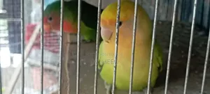 Two Pairs of Running Lovebirds for Sale