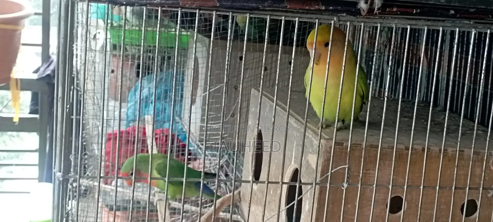 Two Pairs of Running Lovebirds for Sale