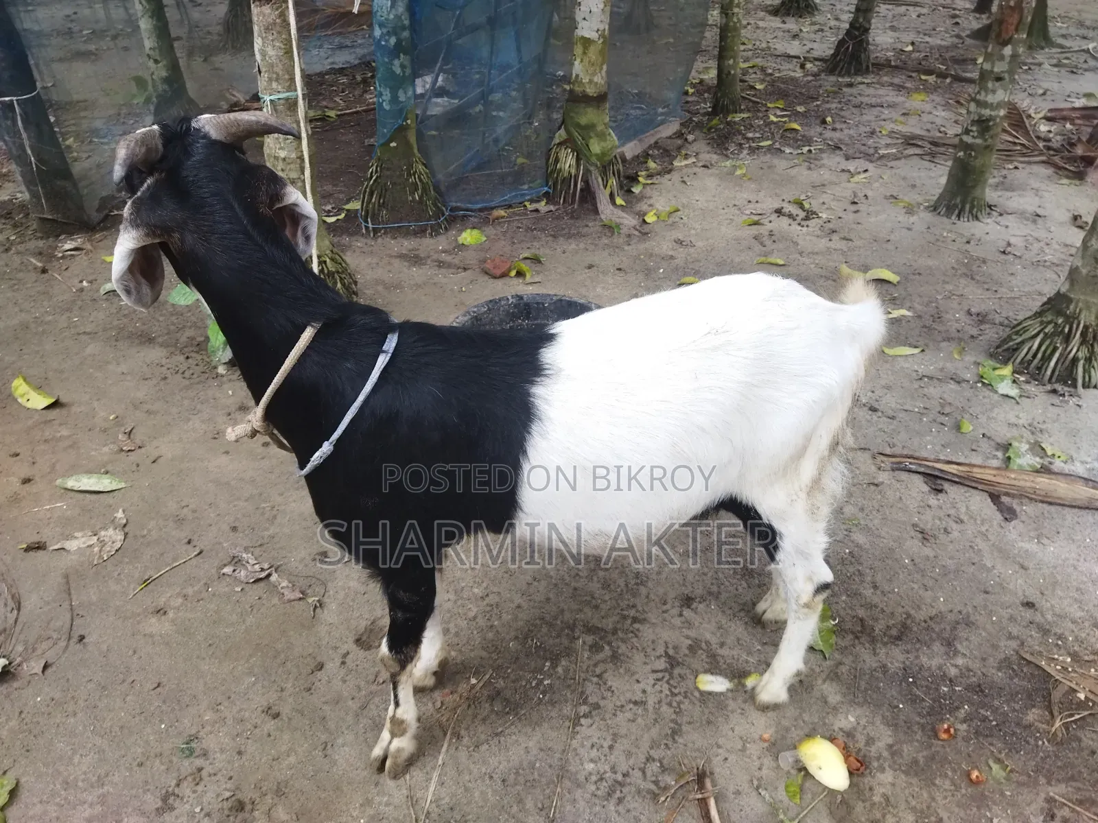 Goat for Sale