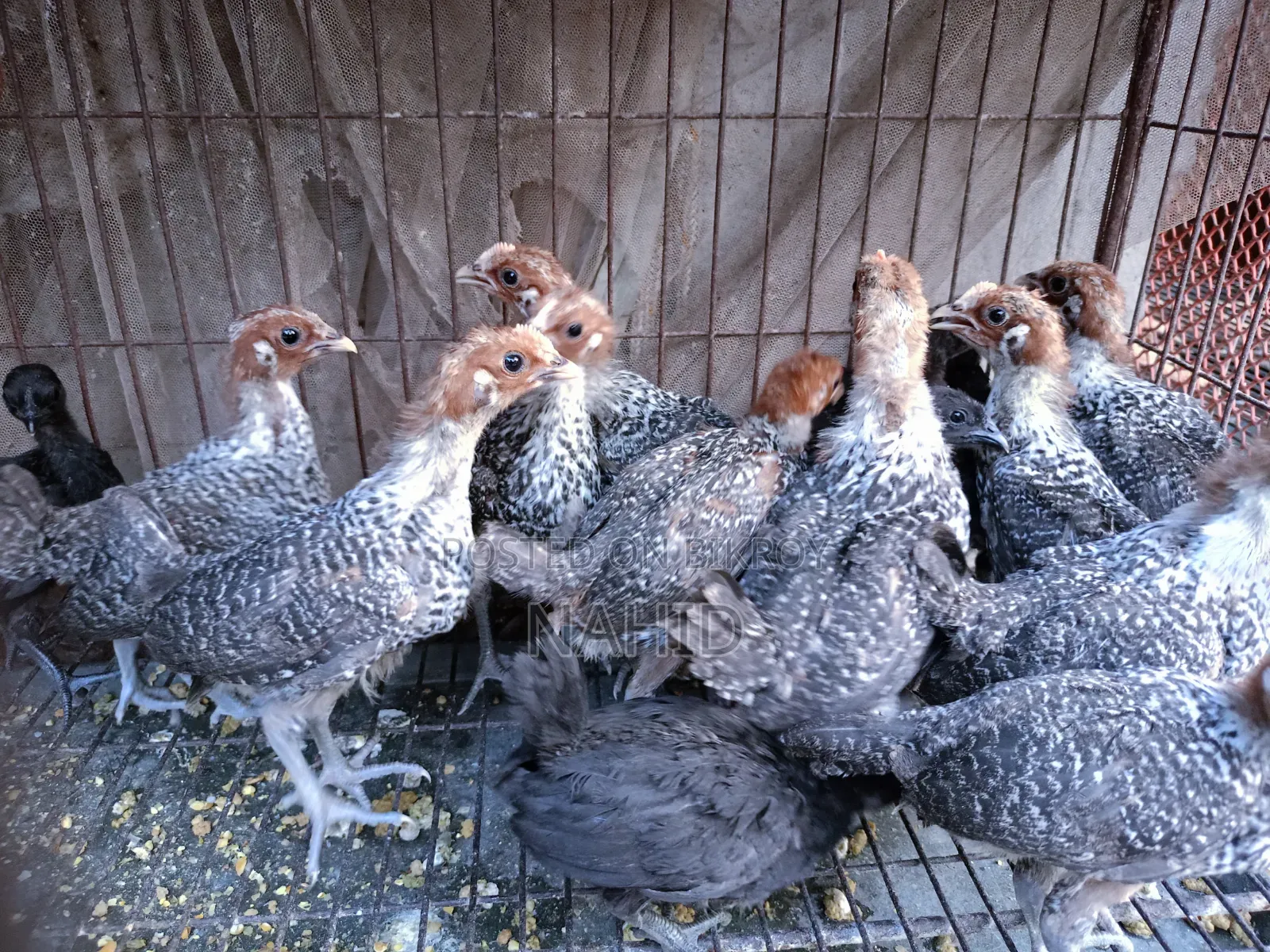 Fayoumi and Kadaknath Chicks