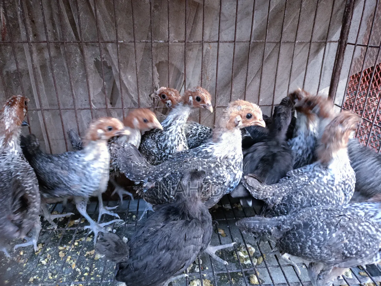 Fayoumi and Kadaknath Chicks