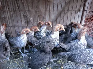 Fayoumi and Kadaknath Chicks