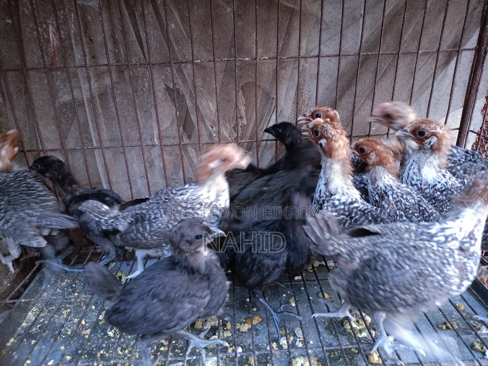Fayoumi and Kadaknath Chicks