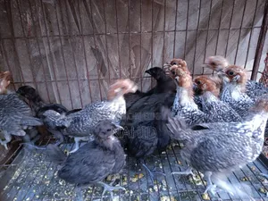 Fayoumi and Kadaknath Chicks