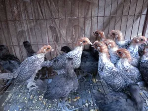 Fayoumi and Kadaknath Chicks