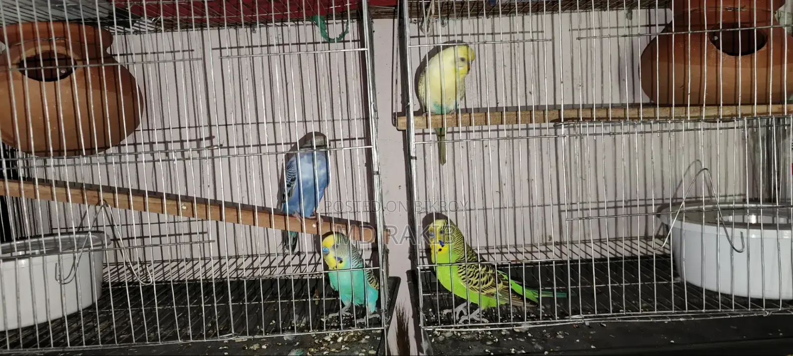 Full Setup of Two Pairs of Budgerigar Birds for Sale