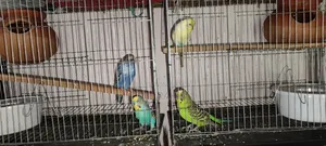 Full Setup of Two Pairs of Budgerigar Birds for Sale