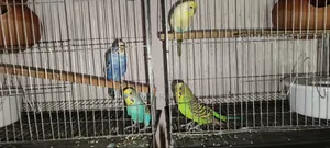 Full Setup of Two Pairs of Budgerigar Birds for Sale