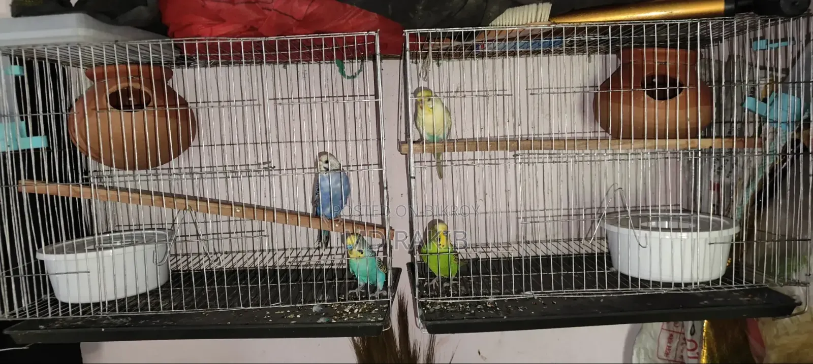 Full Setup of Two Pairs of Budgerigar Birds for Sale
