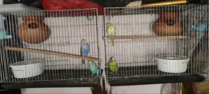 Full Setup of Two Pairs of Budgerigar Birds for Sale