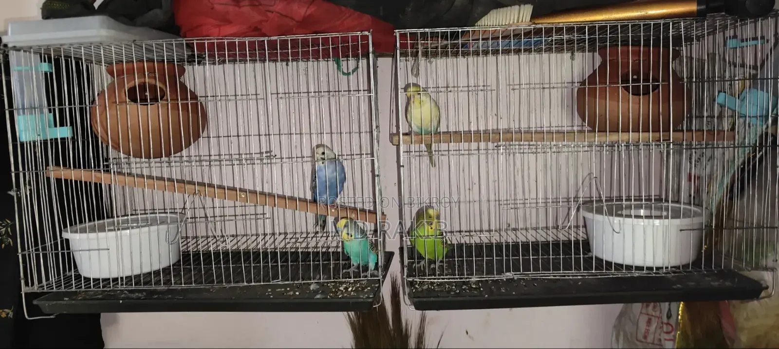 Full Setup of Two Pairs of Budgerigar Birds for Sale