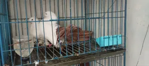 লোখা আর ফ্যান্টেইল জোড়া