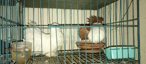 Pair of Fantail Pigeons
