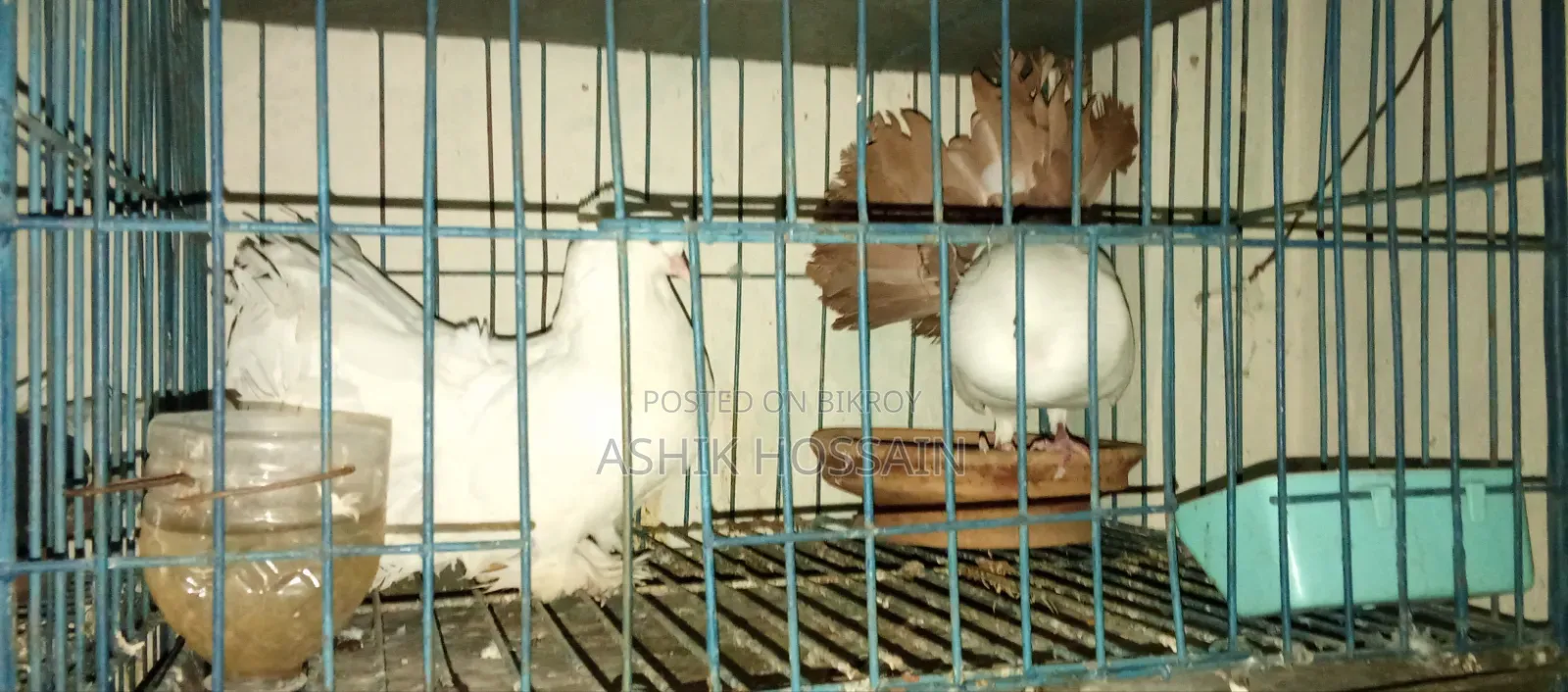 Pair of Fantail Pigeons