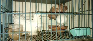 Pair of Fantail Pigeons
