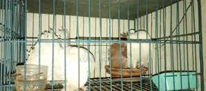 Pair of Fantail Pigeons