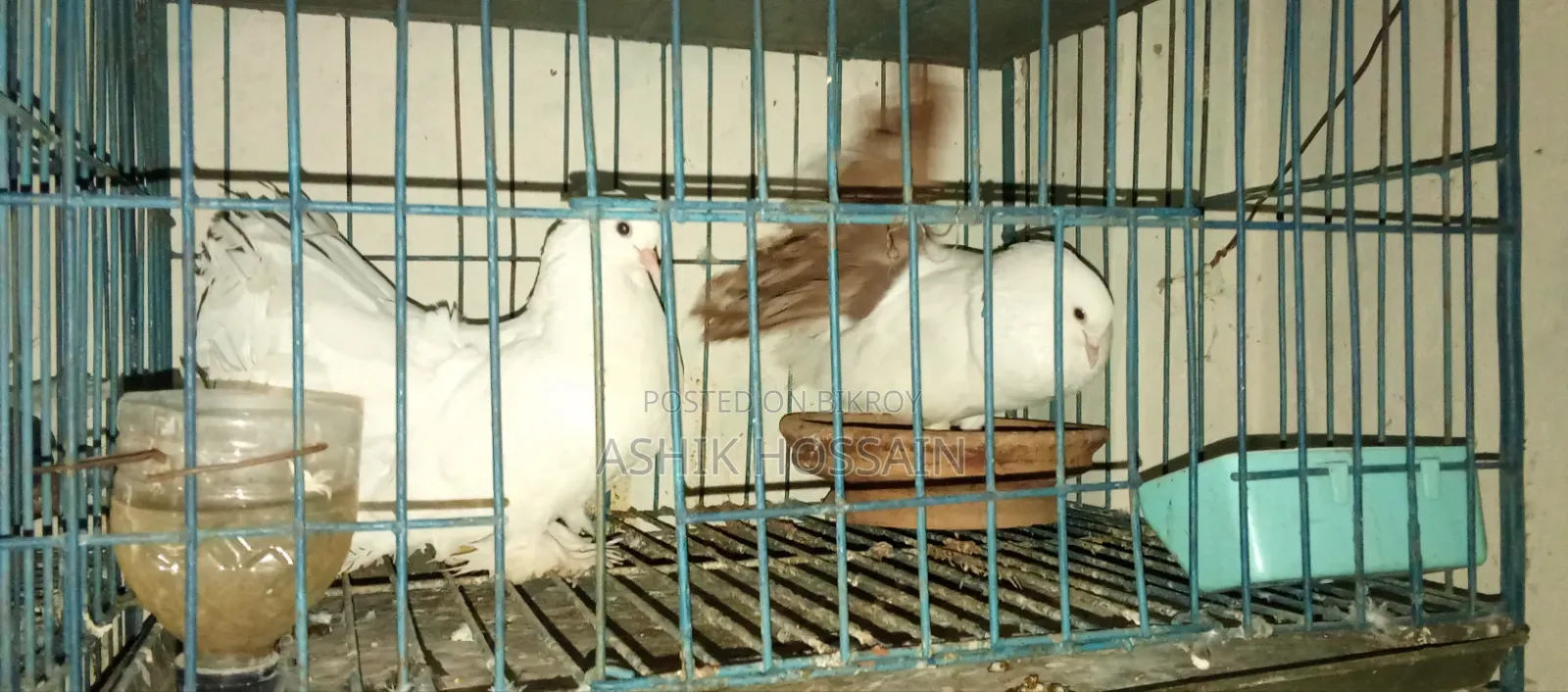 Pair of Fantail Pigeons