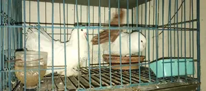Pair of Fantail Pigeons