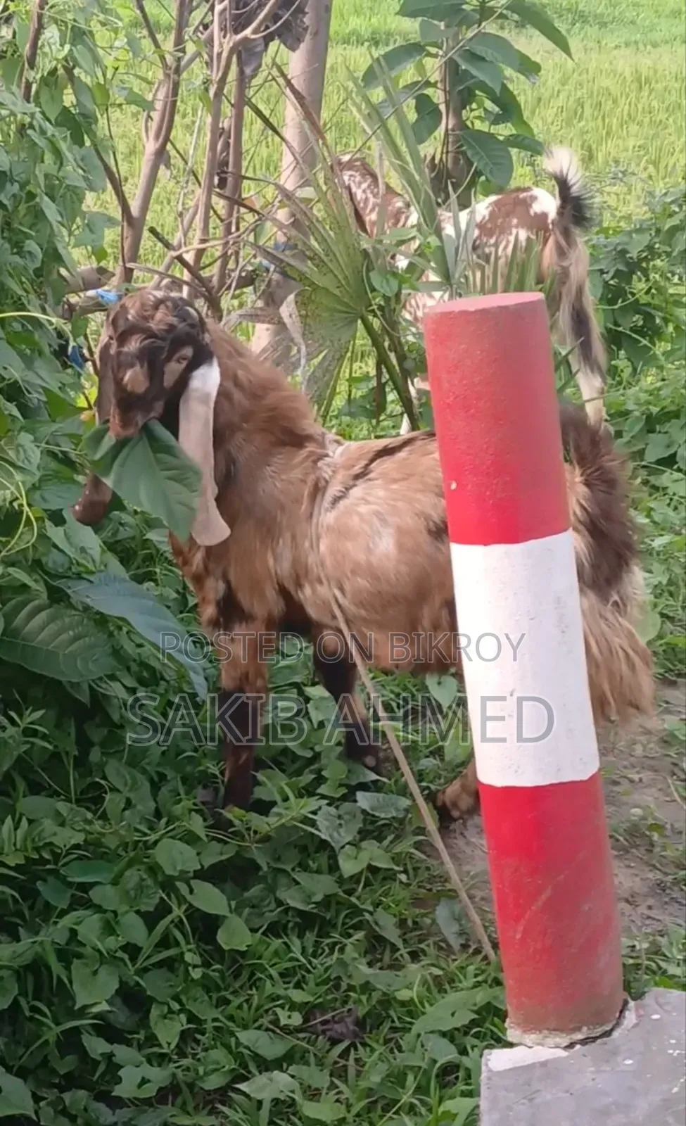 তোতাপুরী পাঠা ও পাটি