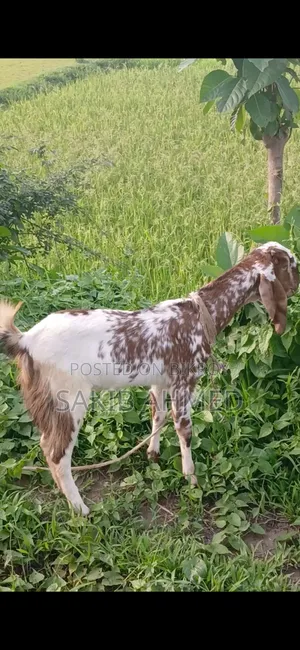 তোতাপুরী পাঠা ও পাটি