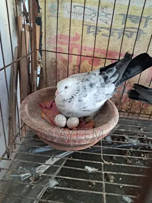 রানিং গিরিবাজ কবুতর